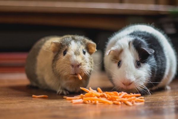 Articole Pet Shop